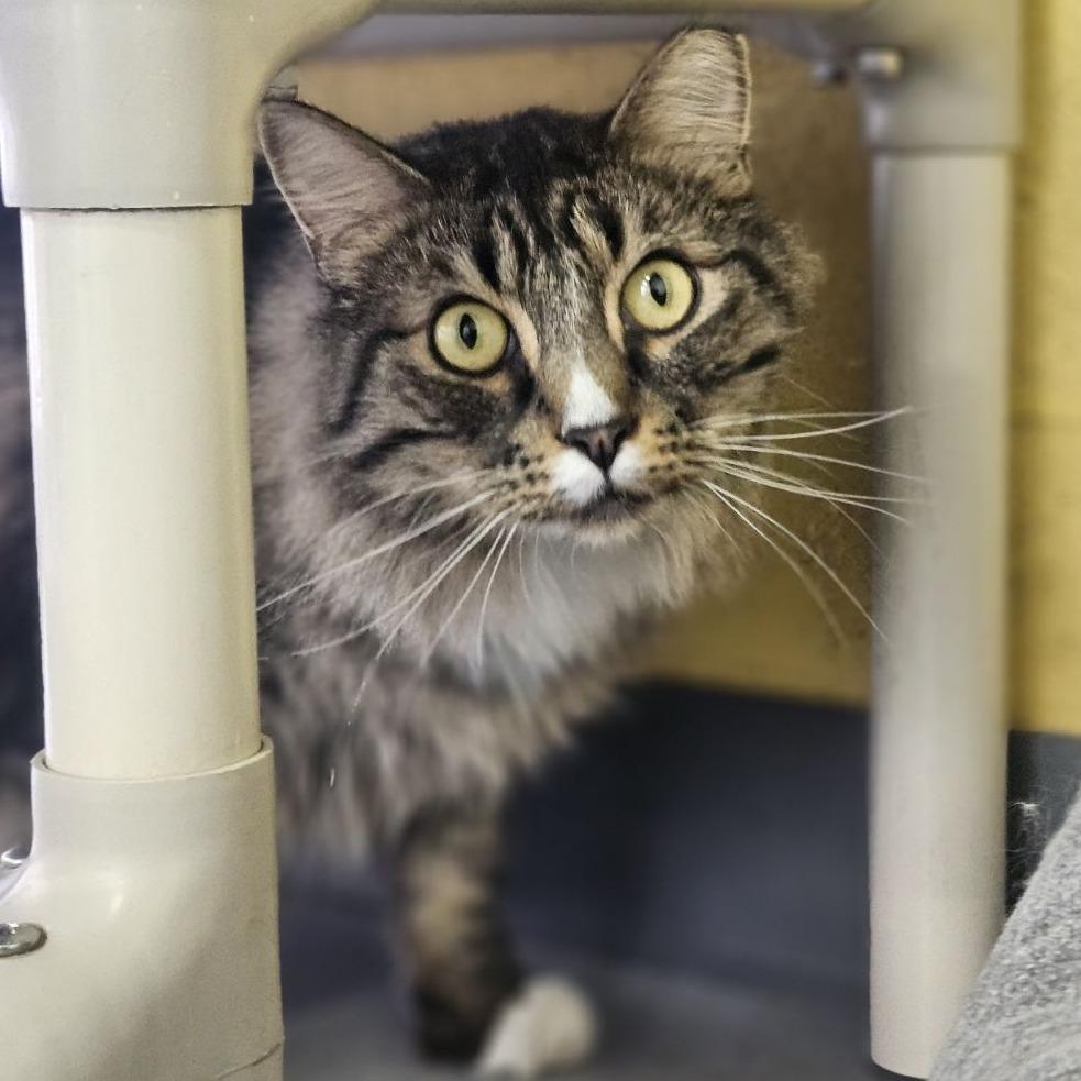 Jinkies, a Adoptable Domestic Long Hair in Lakewood, CO image 5/6