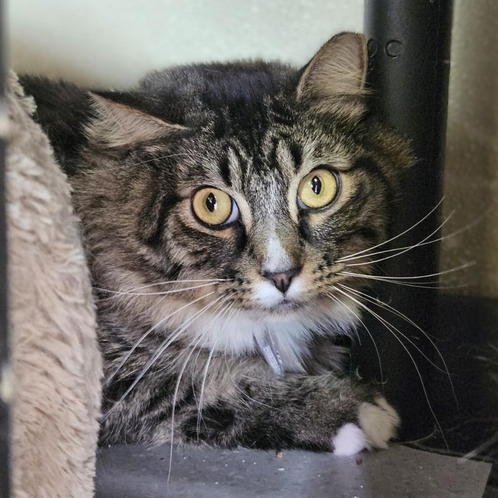 Enlarge Jinkies, a Adoptable Domestic Long Hair in Lakewood, CO image 4/5