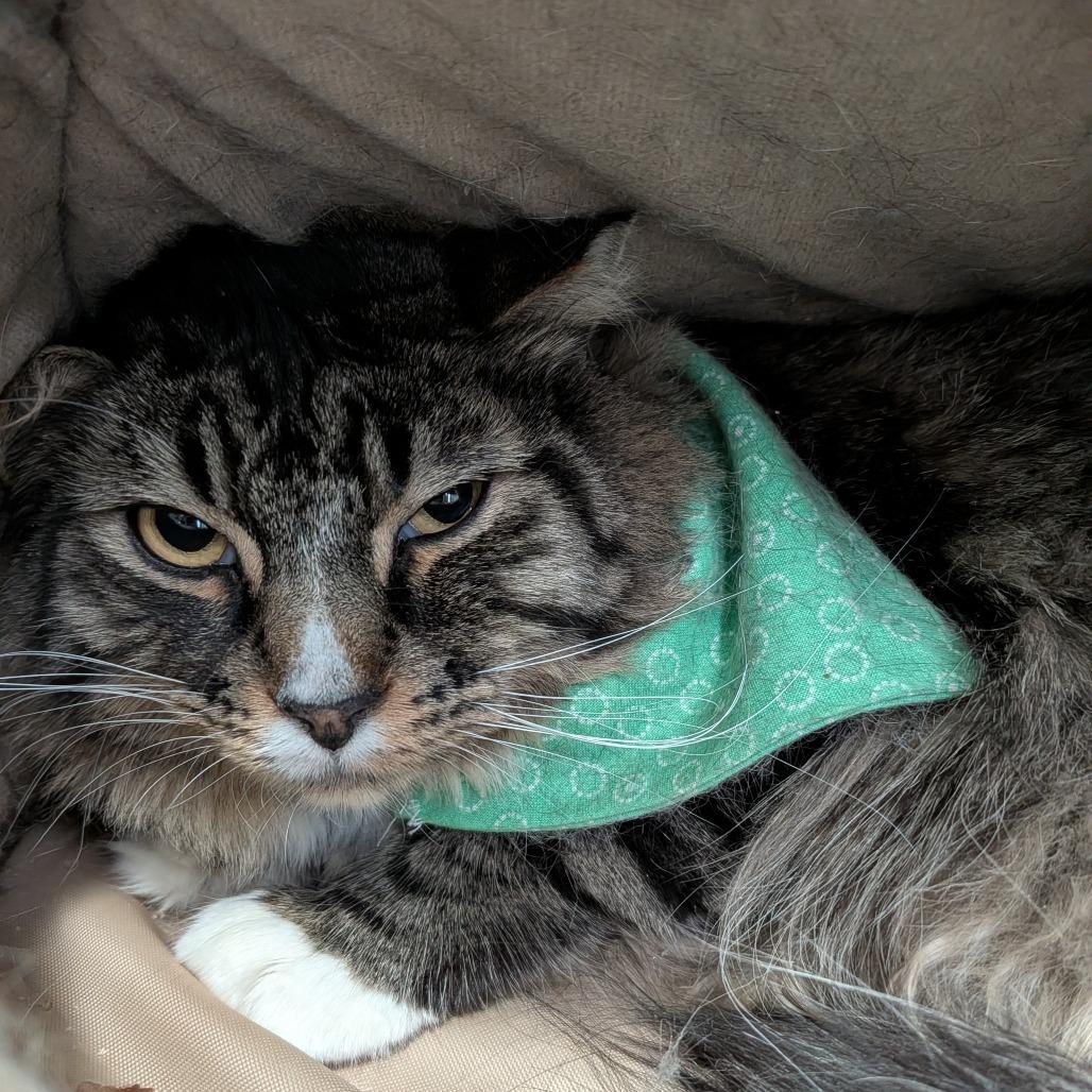 Enlarge Jinkies, a Adoptable Domestic Long Hair in Lakewood, CO image 5/5