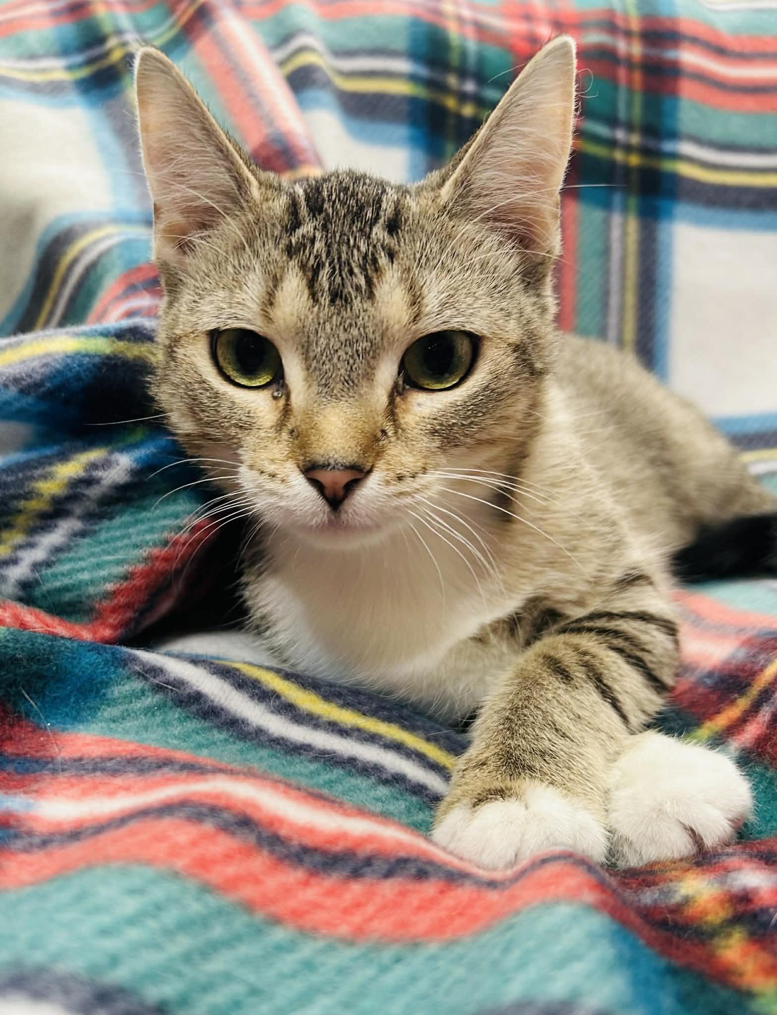 Enlarge Clara, a Adoptable Domestic Short Hair in Forest Lake, MN image 1/2