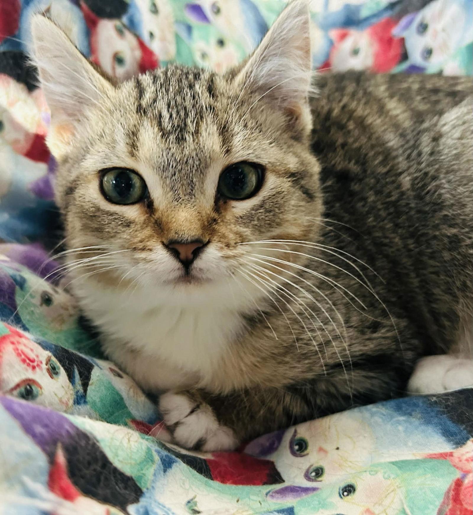 Enlarge Clara, a Adoptable Domestic Short Hair in Forest Lake, MN image 2/2