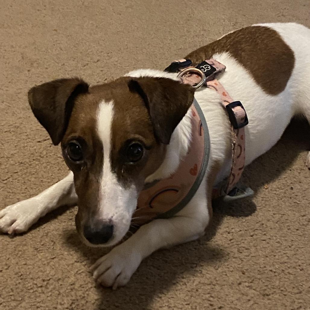 Lacey, Adoptable, Adult Female Jack Russell Terrier.