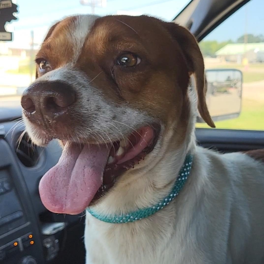 Red, ADOPTABLE, Adult Male Beagle.