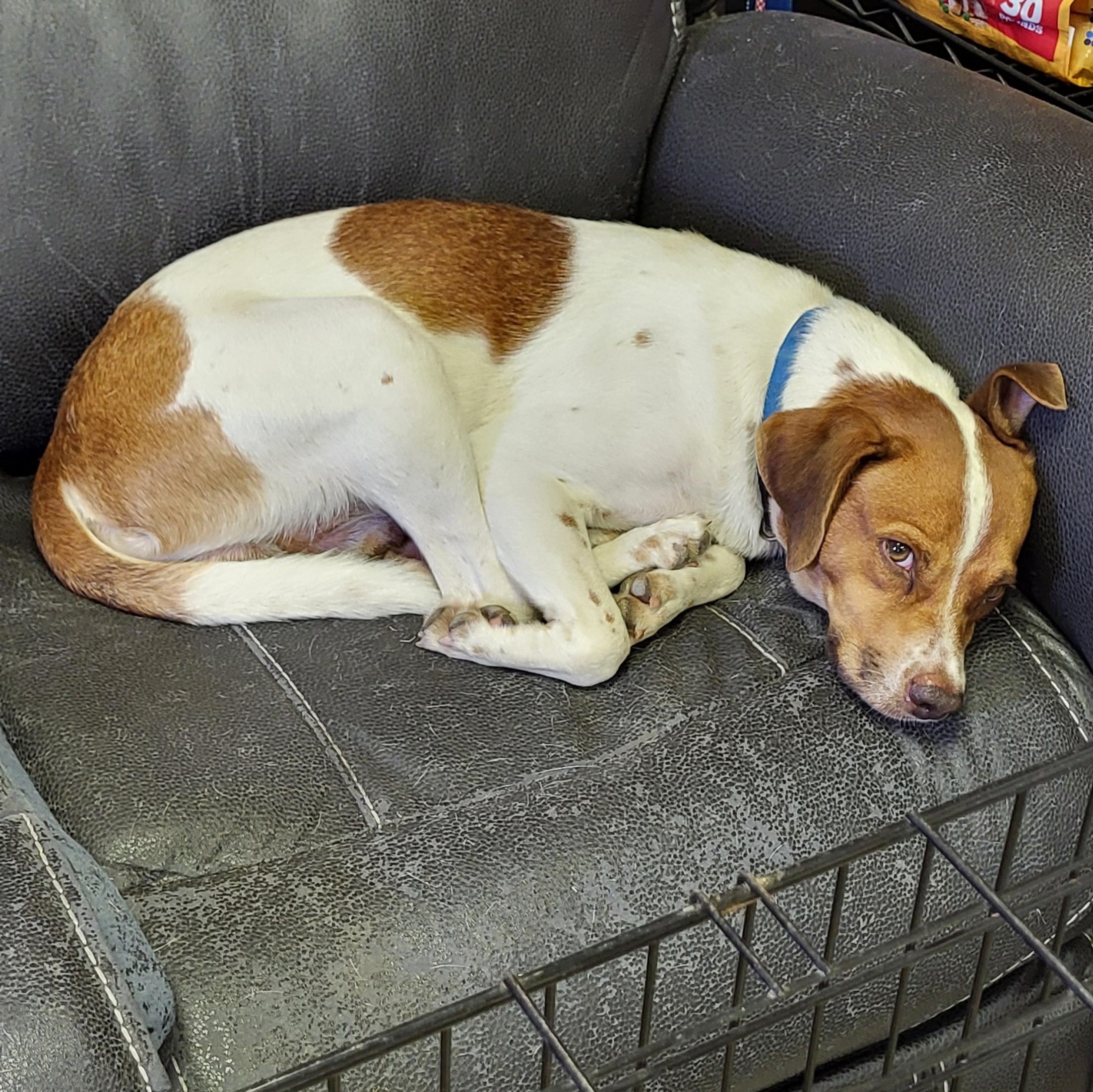 Red, a ADOPTABLE mixed breed in Rockdale, TX image 2/2