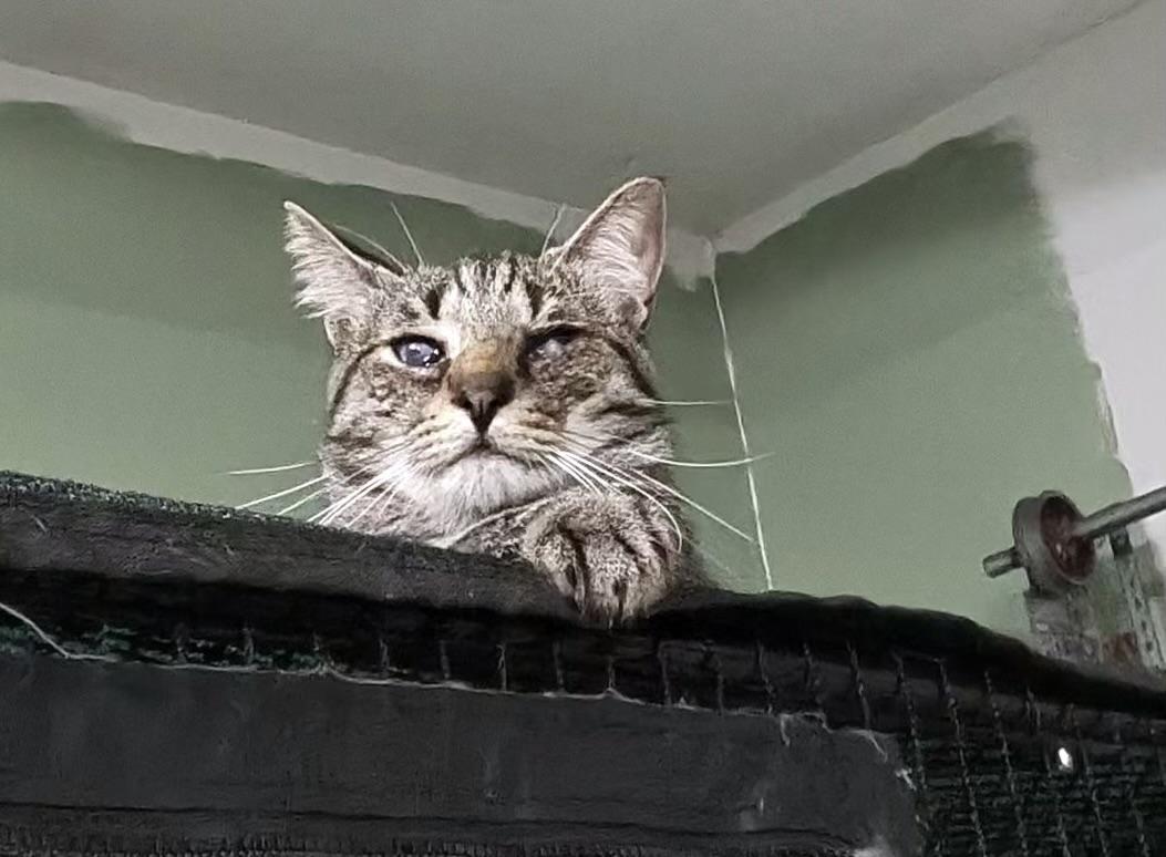 Enlarge “Blessing” Male, Partially  Blind apx. 2YO, a Adoptable Domestic Short Hair in West Nyack, NY image 2/4