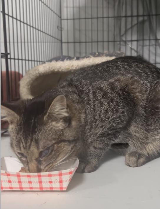 “Blessing” Male Blind apx. 2YO, a ADOPTABLE Domestic Short Hair in West Nyack, NY image 4/4