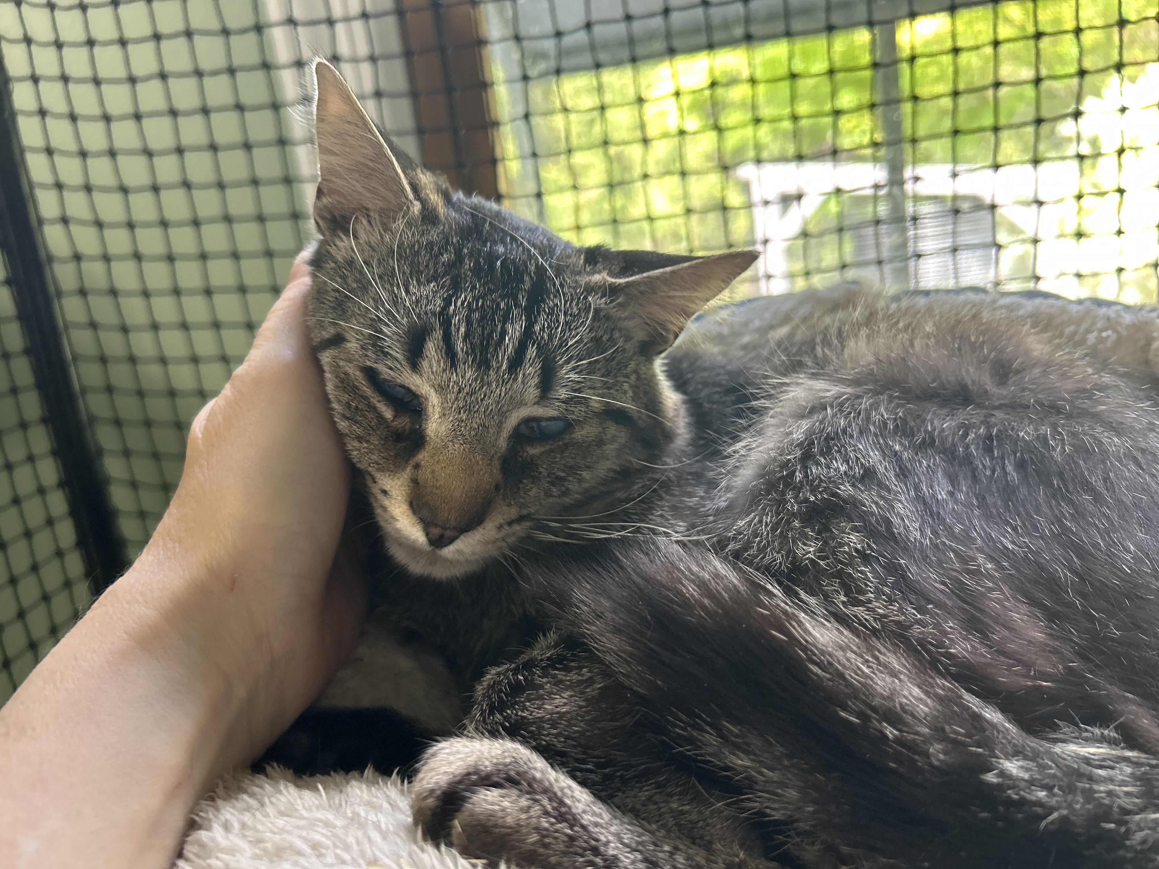 “Blessing” Male, Partially Blind apx. 2YO, a ADOPTABLE Domestic Short Hair in West Nyack, NY image 1/2