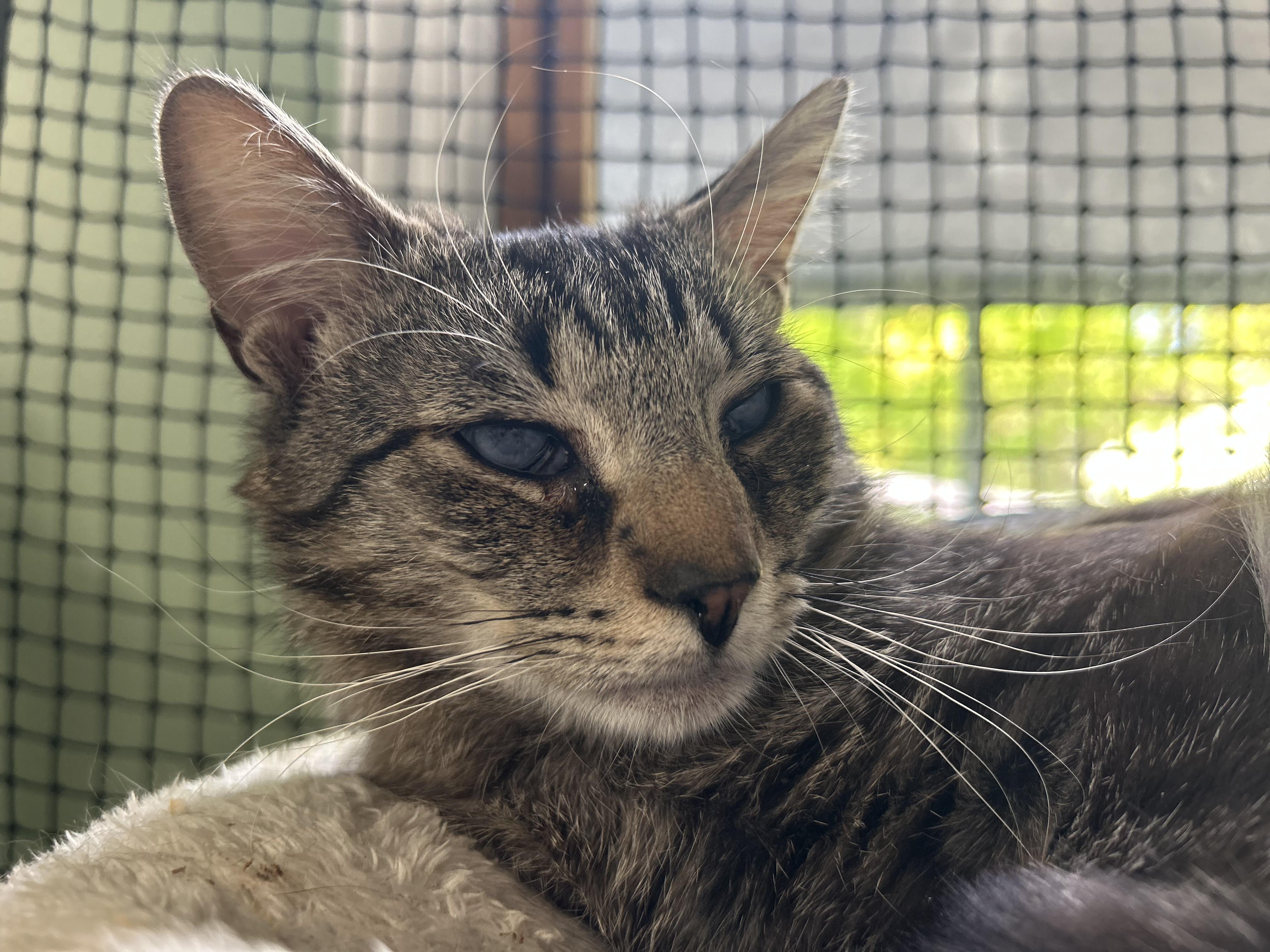 Enlarge “Blessing” Male, Partially  Blind apx. 2YO, a Adoptable Domestic Short Hair in West Nyack, NY image 3/4