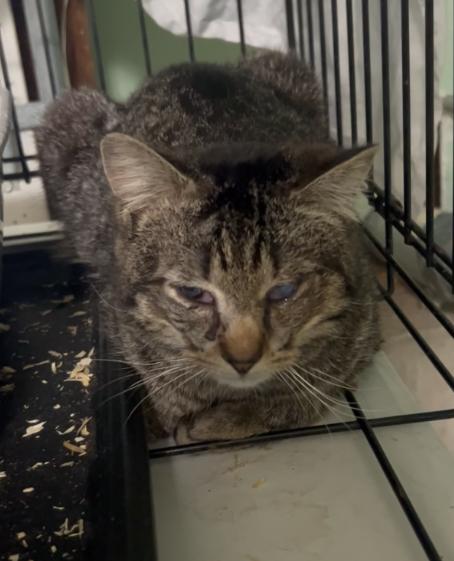 “Blessing” Male Blind apx. 2YO, ADOPTABLE, Adult Male Domestic Short Hair.