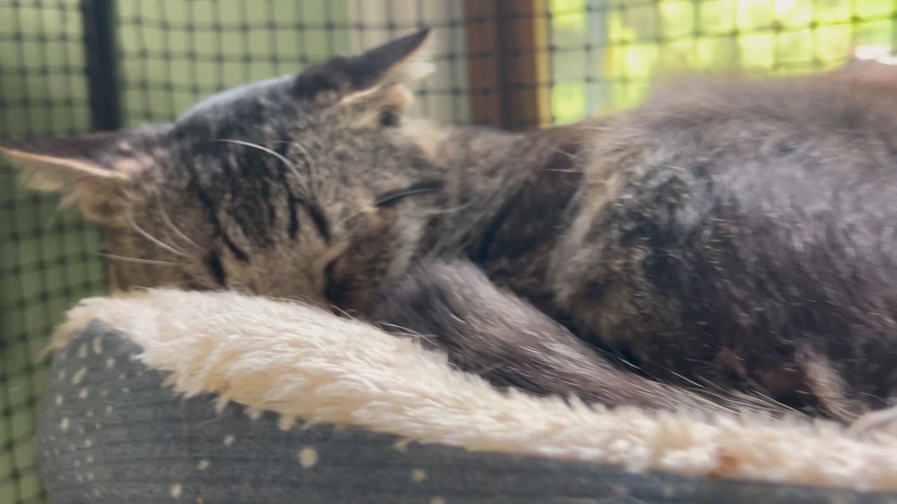 Enlarge “Blessing” Male, Partially  Blind apx. 2YO, a Adoptable Domestic Short Hair in West Nyack, NY video 4/4