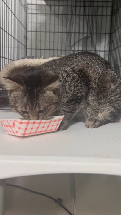 Enlarge “Blessing” Male Blind apx. 2YO, a ADOPTABLE Domestic Short Hair in West Nyack, NY video 2/4