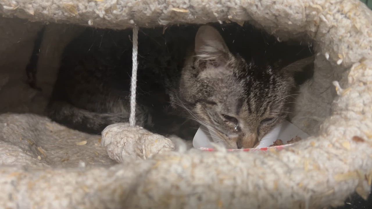 Enlarge “Blessing” Male Blind apx. 2YO, a ADOPTABLE Domestic Short Hair in West Nyack, NY video 3/4