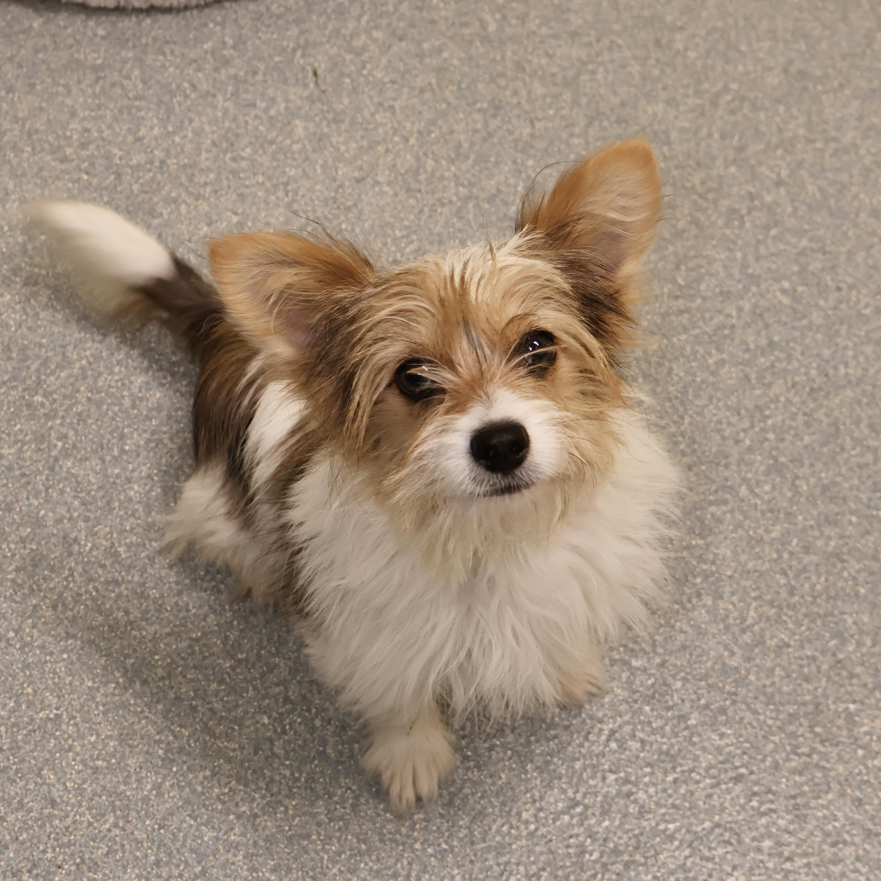 A Brody **available at offsite adoption event on Sunday, 11/23 * please read bio for info *