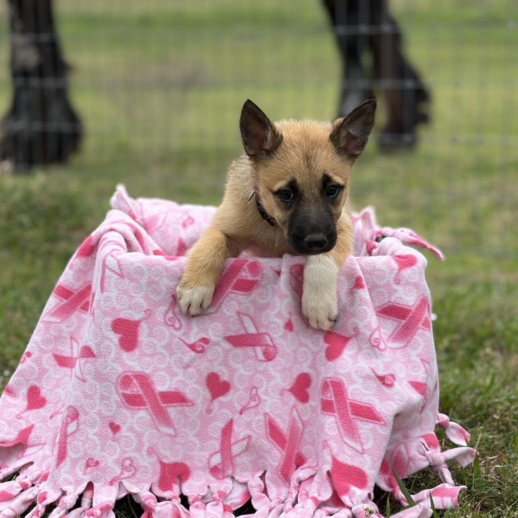Harlow, Adoptable, Puppy Female Shepherd & Cattle Dog.