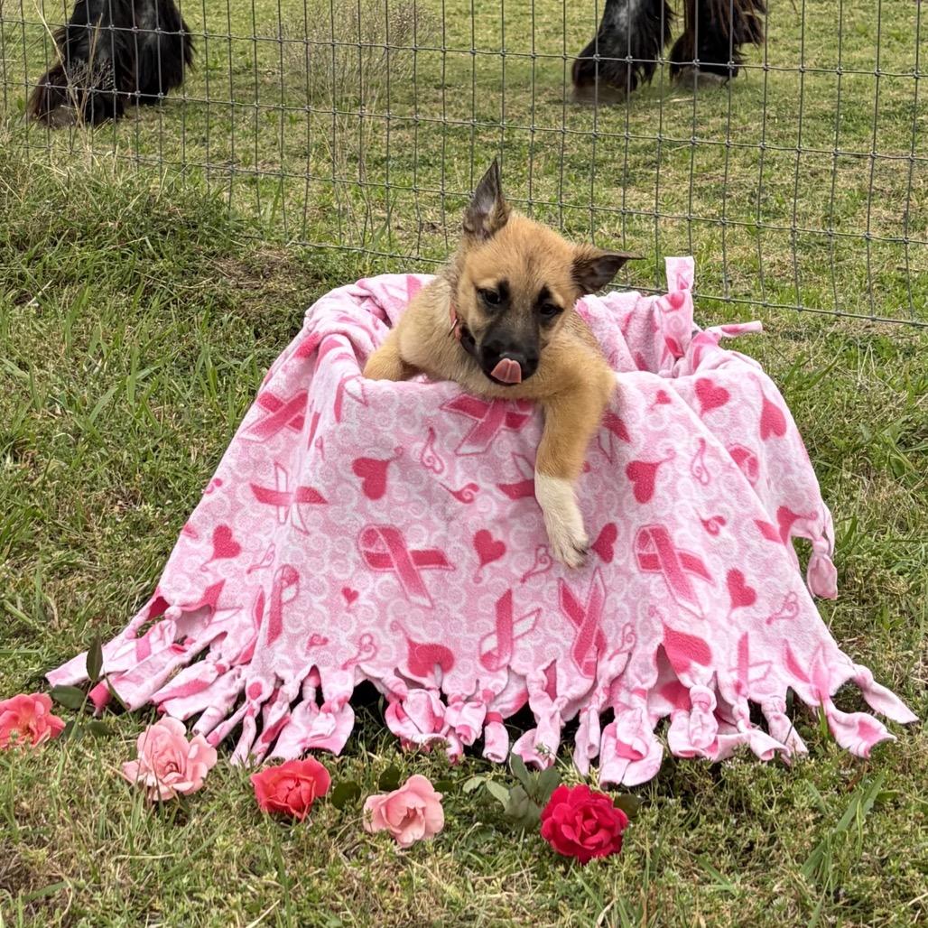 Enlarge Harlow, a Adoptable mixed breed in Ennis, TX image 2/5