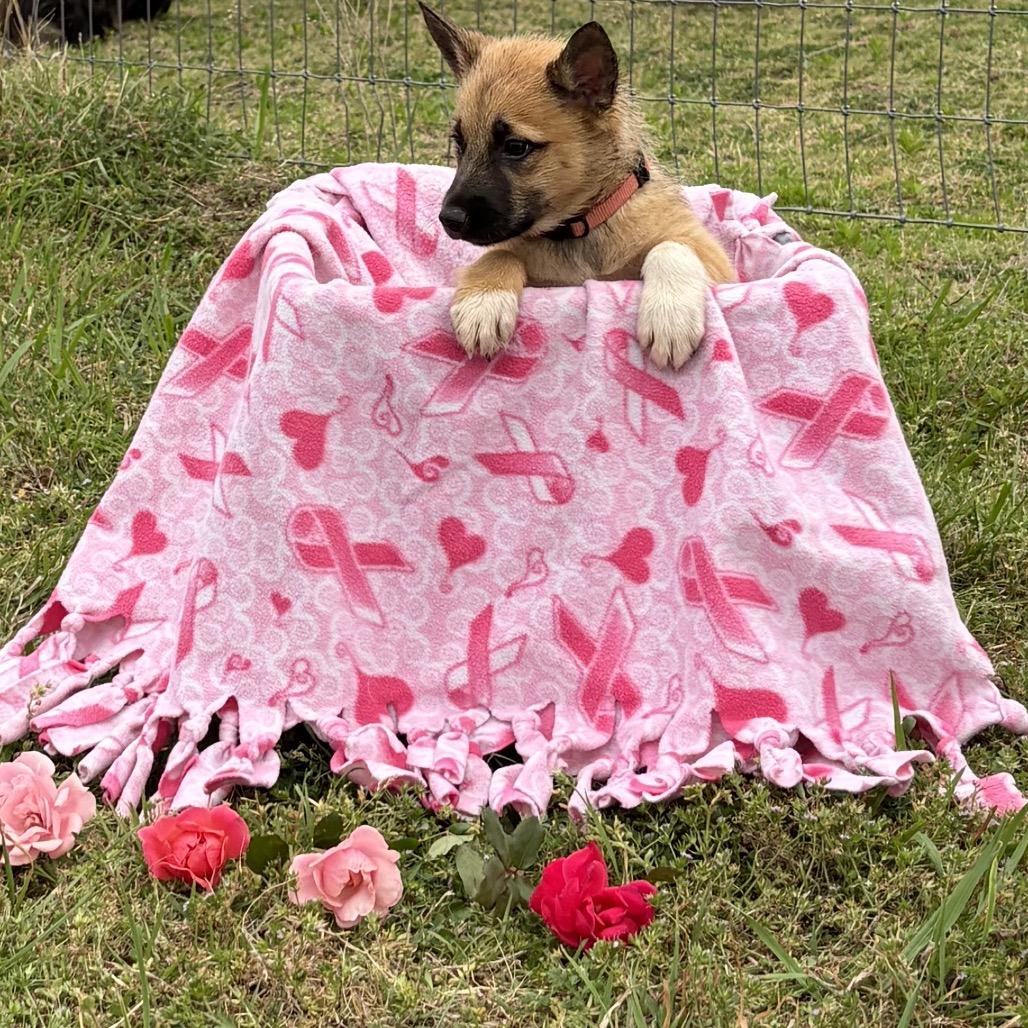 Enlarge Harlow, a Adoptable mixed breed in Ennis, TX image 3/5