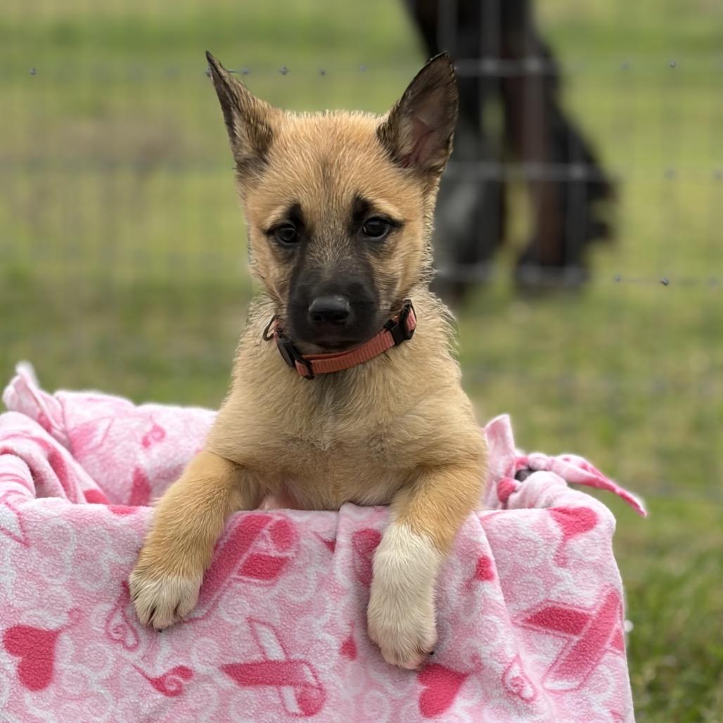 Enlarge Harlow, a Adoptable mixed breed in Ennis, TX image 4/5