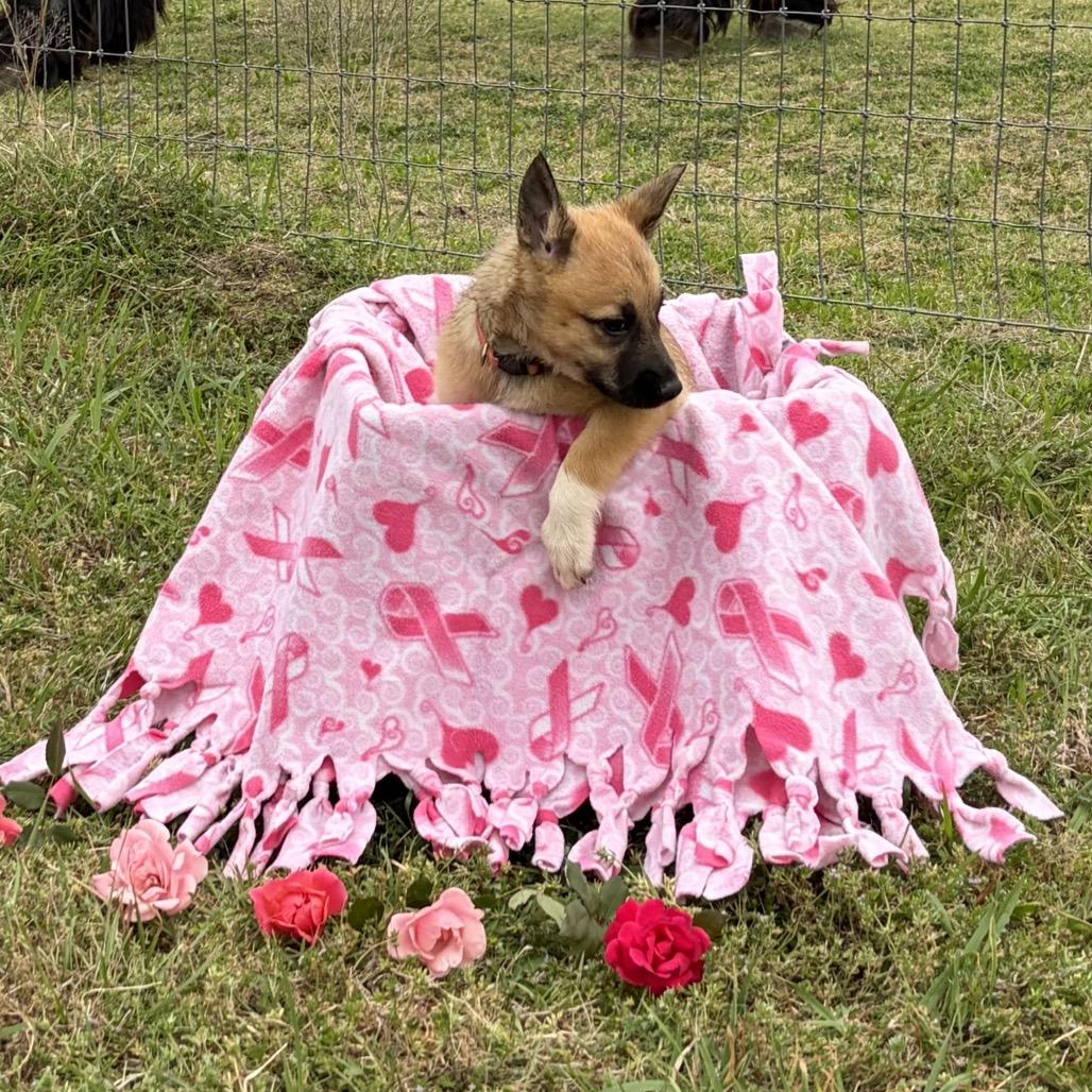 Enlarge Harlow, a Adoptable mixed breed in Ennis, TX image 5/5