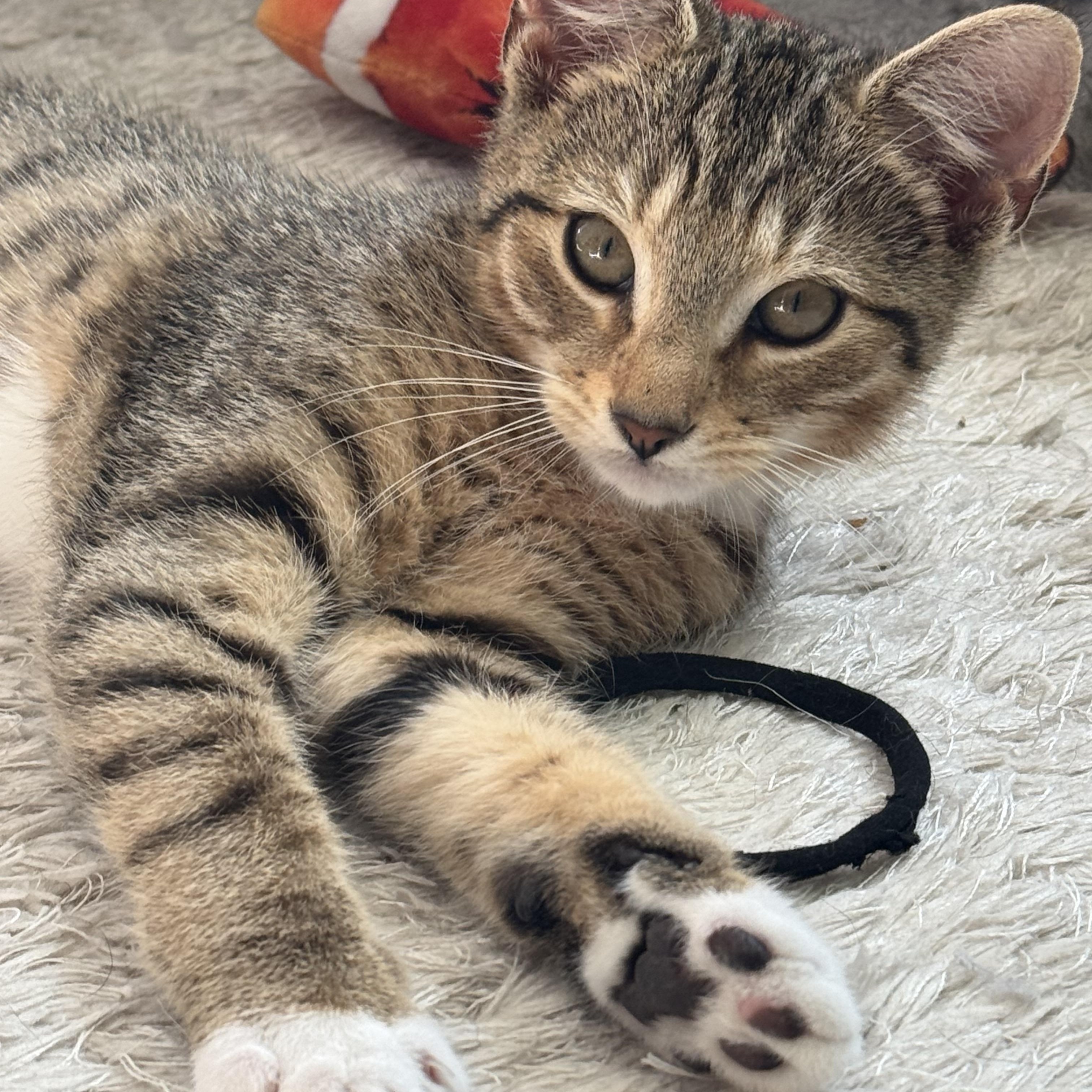 Enlarge Strawberry, a Adoptable Domestic Short Hair in Manchester, CT image 5/5