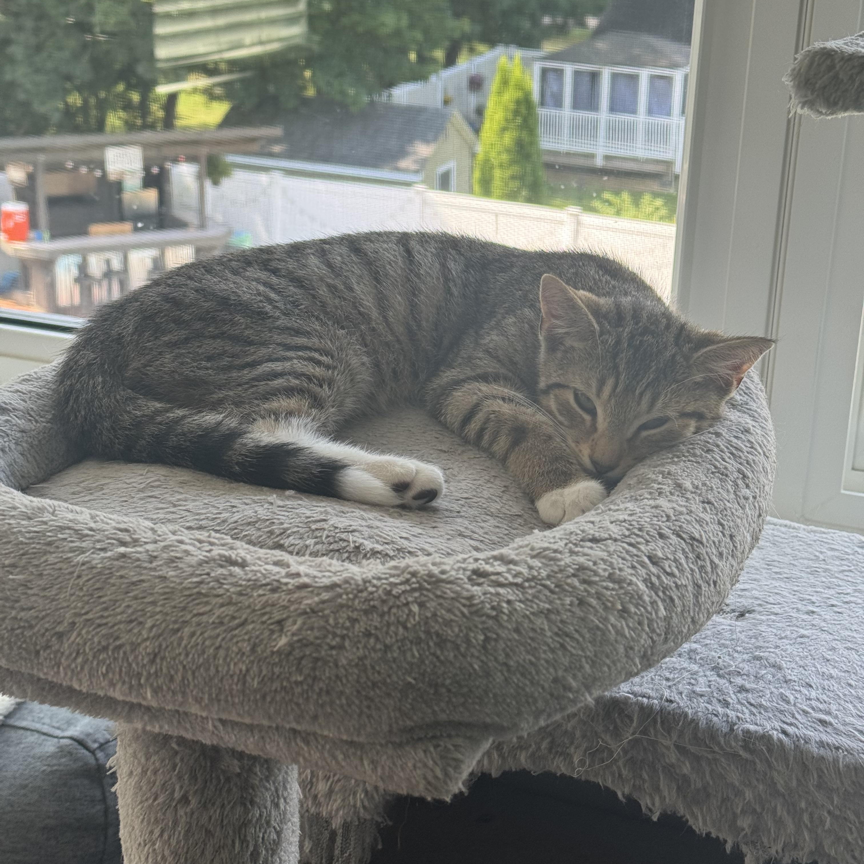 Enlarge Strawberry, a Adoptable Domestic Short Hair in Manchester, CT image 4/5