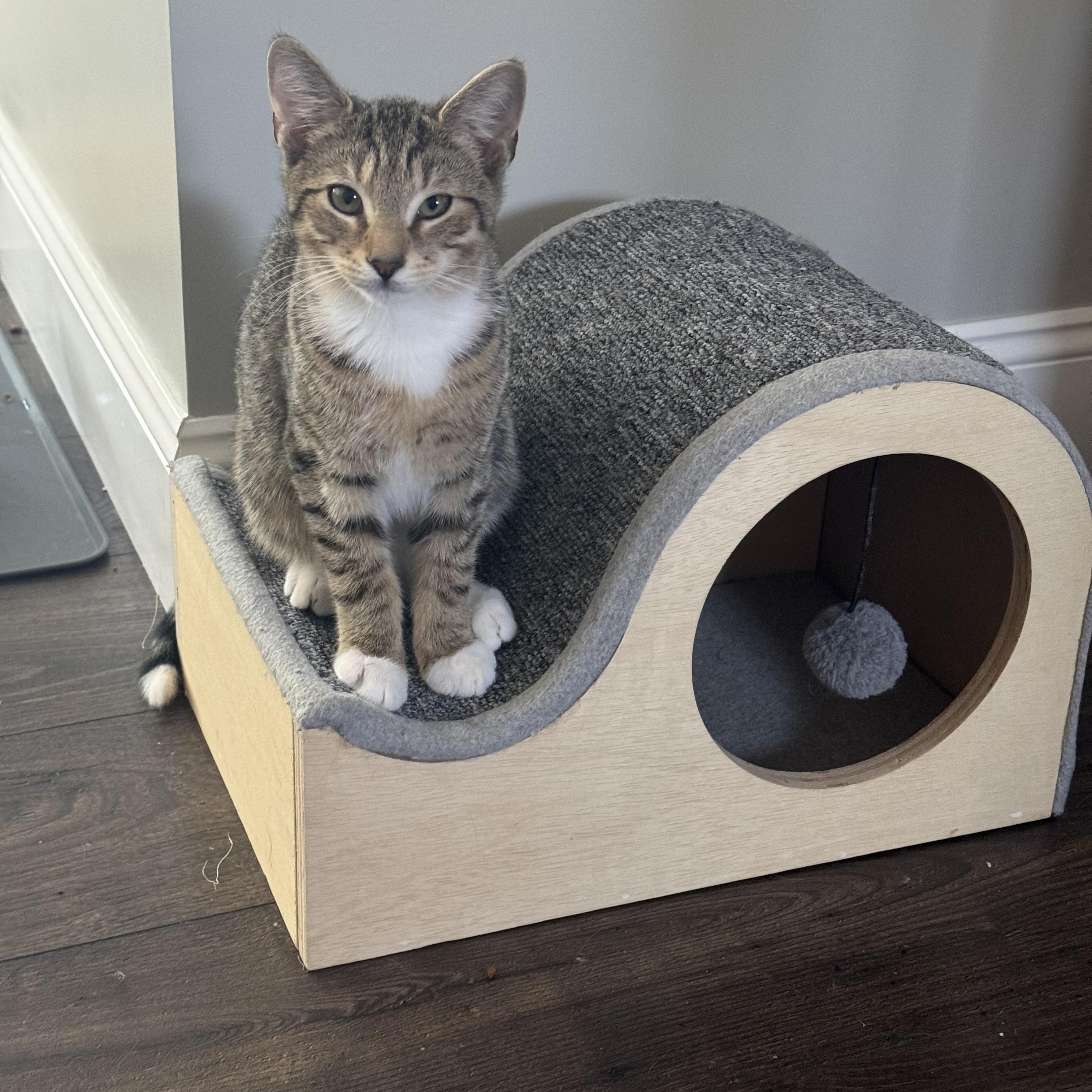 Enlarge Strawberry, a Adoptable Domestic Short Hair in Manchester, CT image 3/5