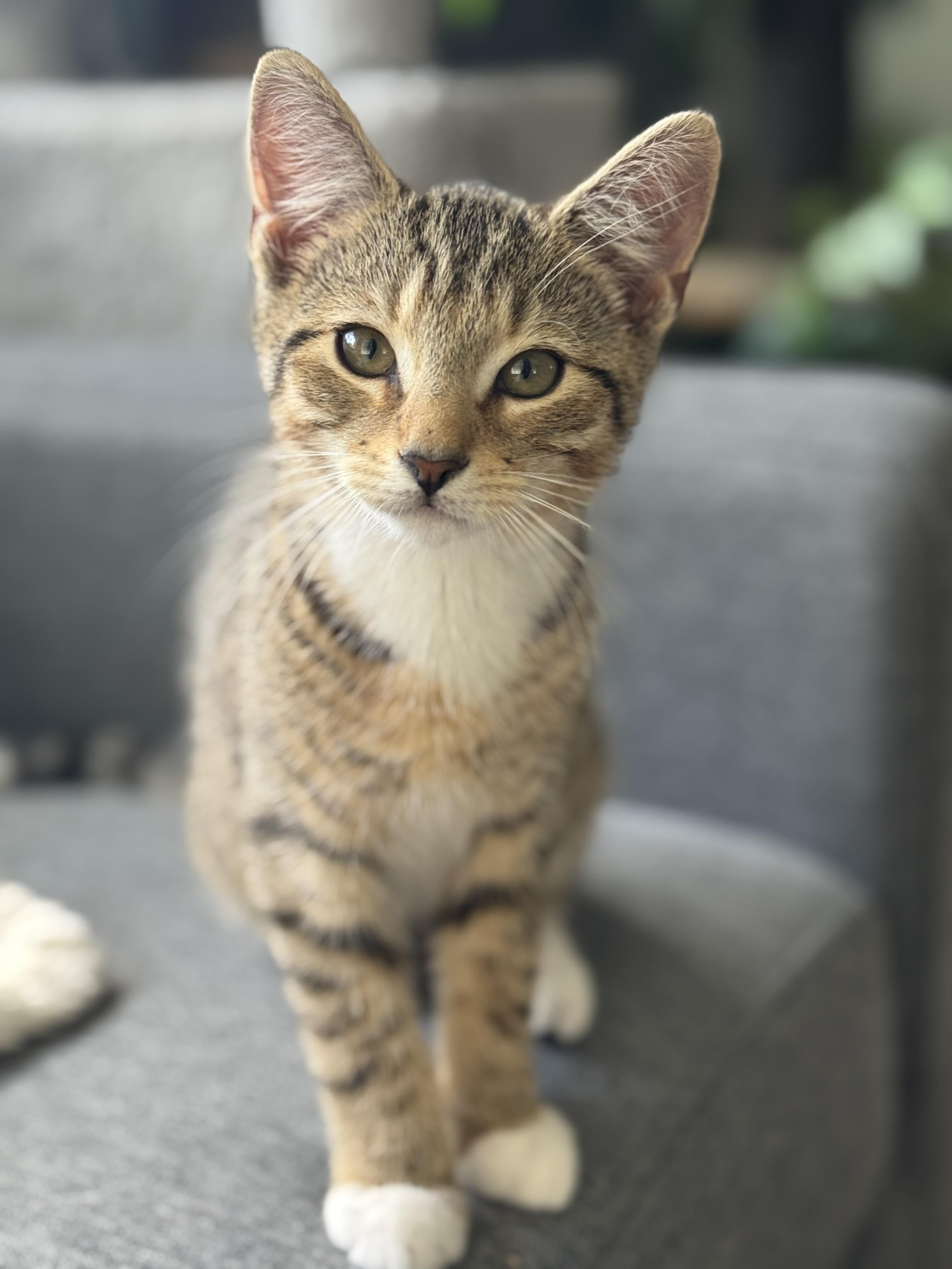 Strawberry, Adoptable, Kitten Male Domestic Short Hair.