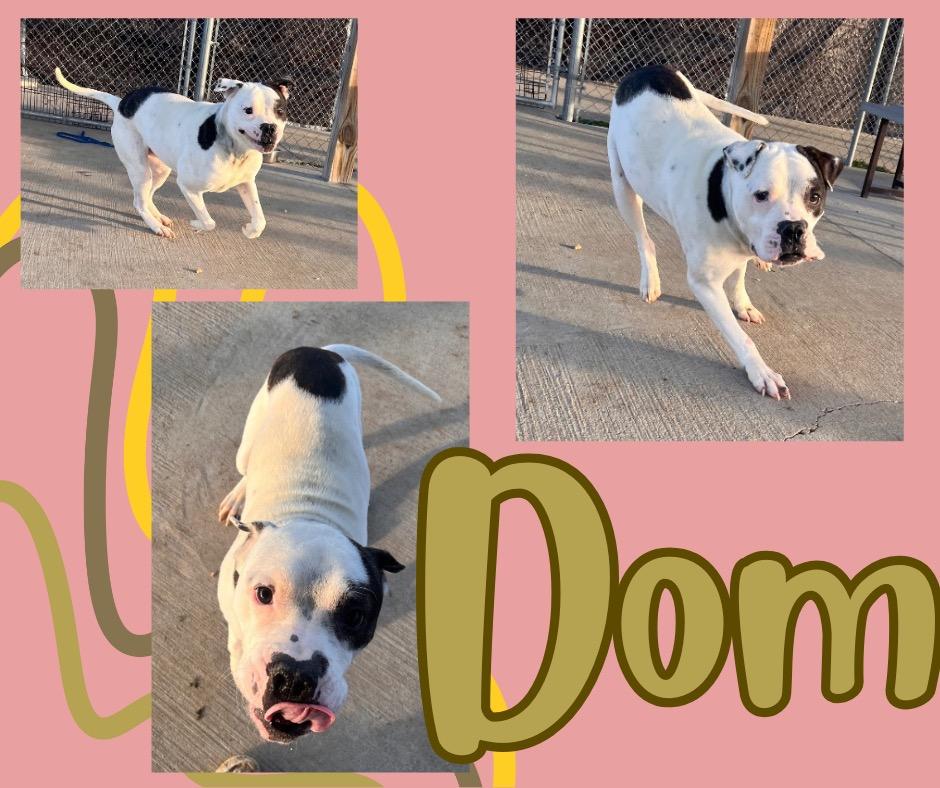 Dom, Adoptable, Adult Male Pit Bull Terrier.