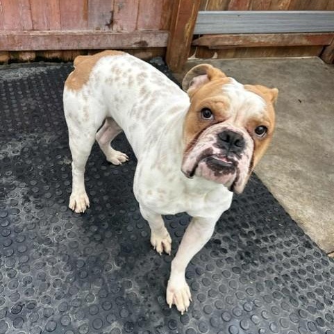 Opi, a Adoptable mixed breed in Williston, VT image 1/5