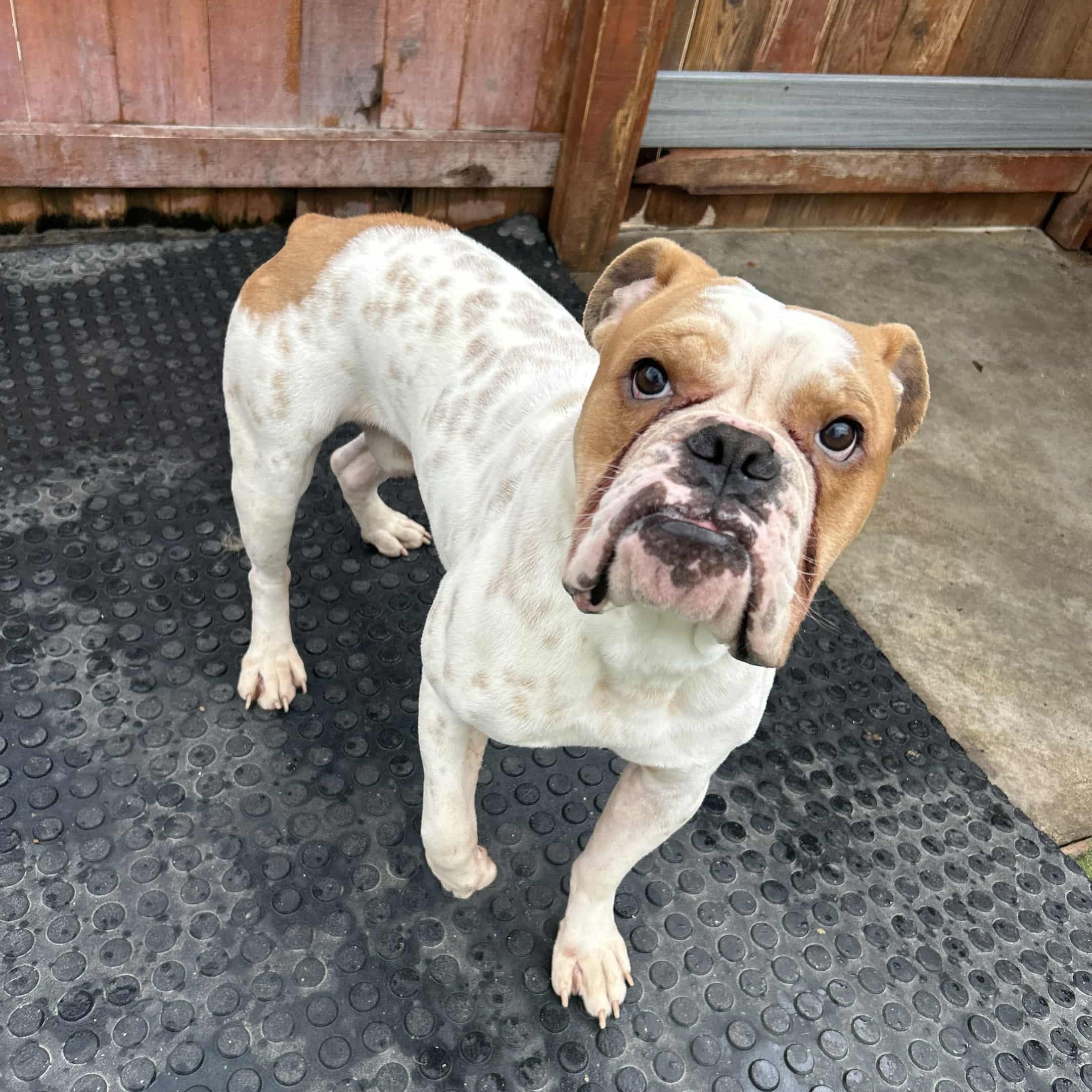 Opi, a Adoptable mixed breed in Williston, VT image 3/5
