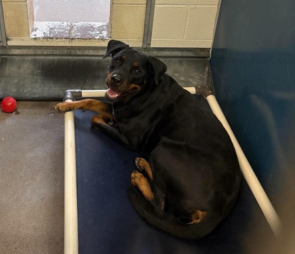 Enlarge Charolette, a Adoptable Rottweiler in Gilbert, AZ image 1/2