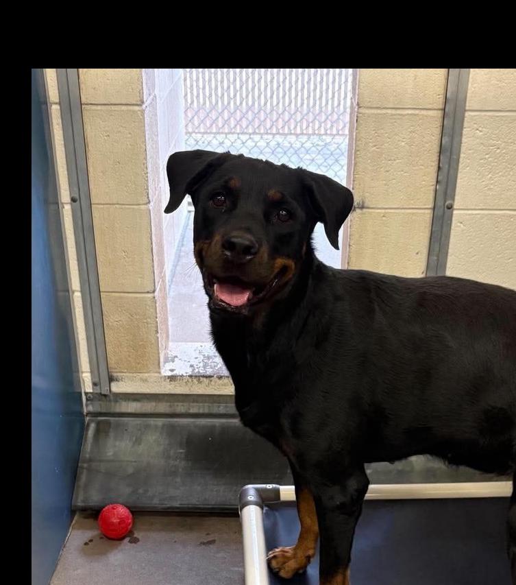Enlarge Charolette, a Adoptable Rottweiler in Gilbert, AZ image 2/2