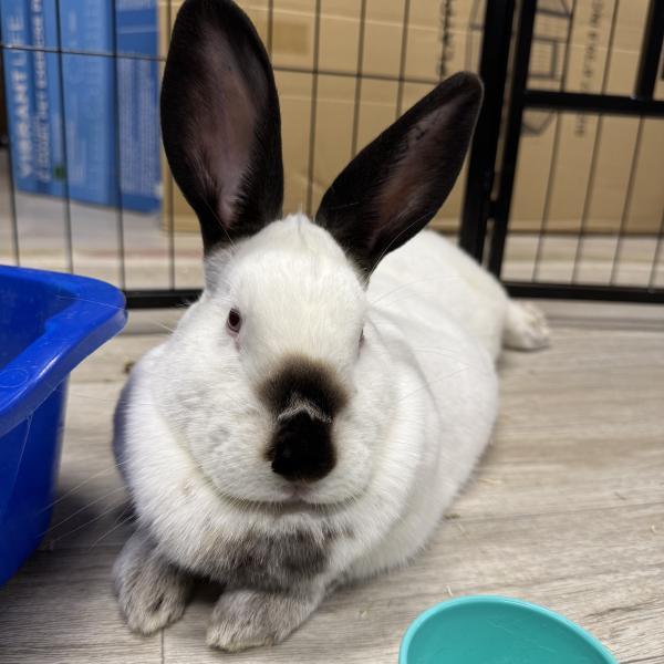 Enlarge Bean, a Adoptable Californian in Kalamazoo, MI image 3/5