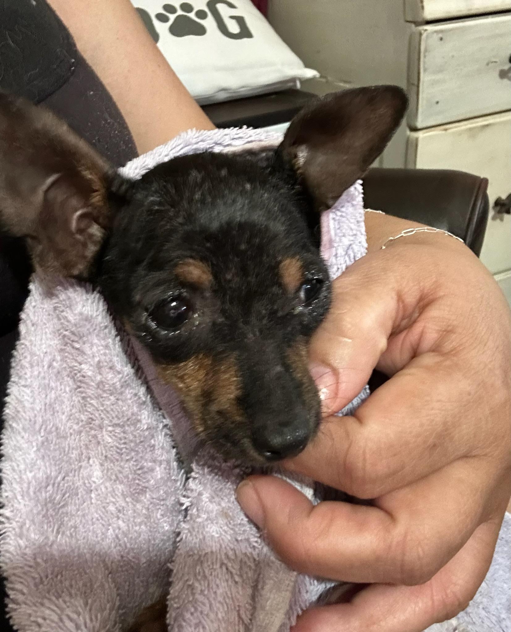 Enlarge Cricket, a Adoptable mixed breed in Austin, TX image 4/5