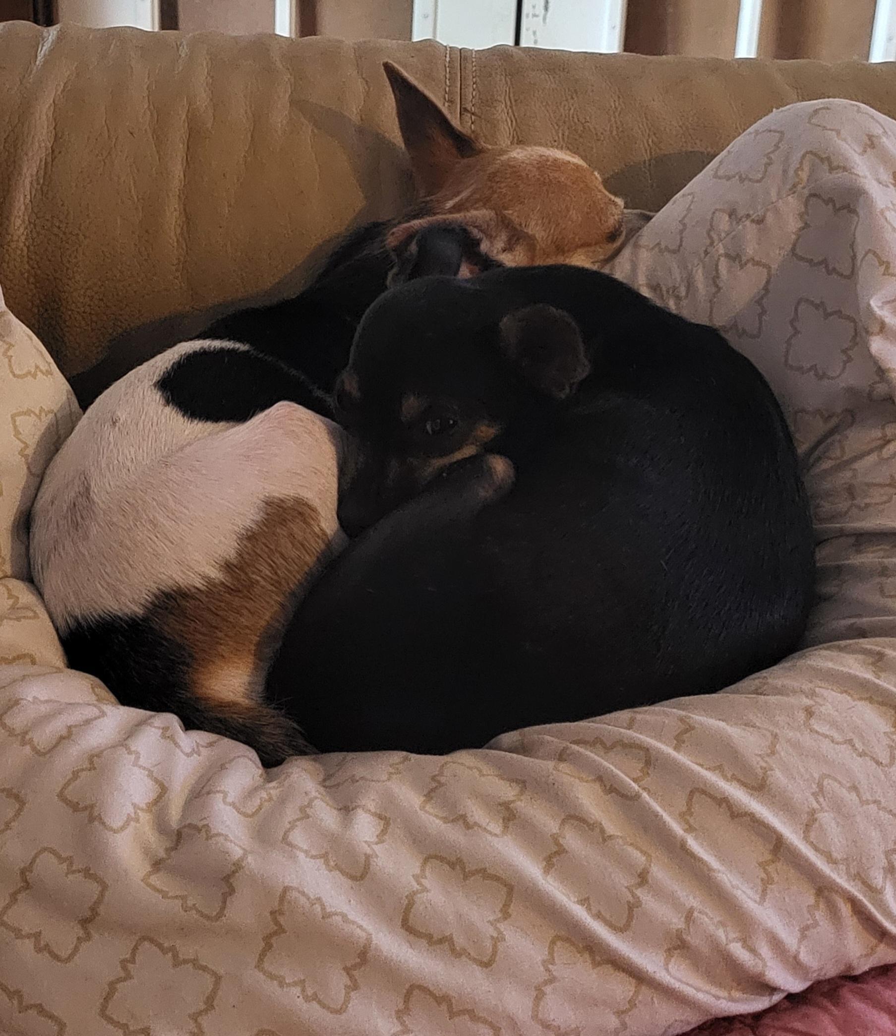 Enlarge Cricket, a Adoptable mixed breed in Austin, TX image 5/5