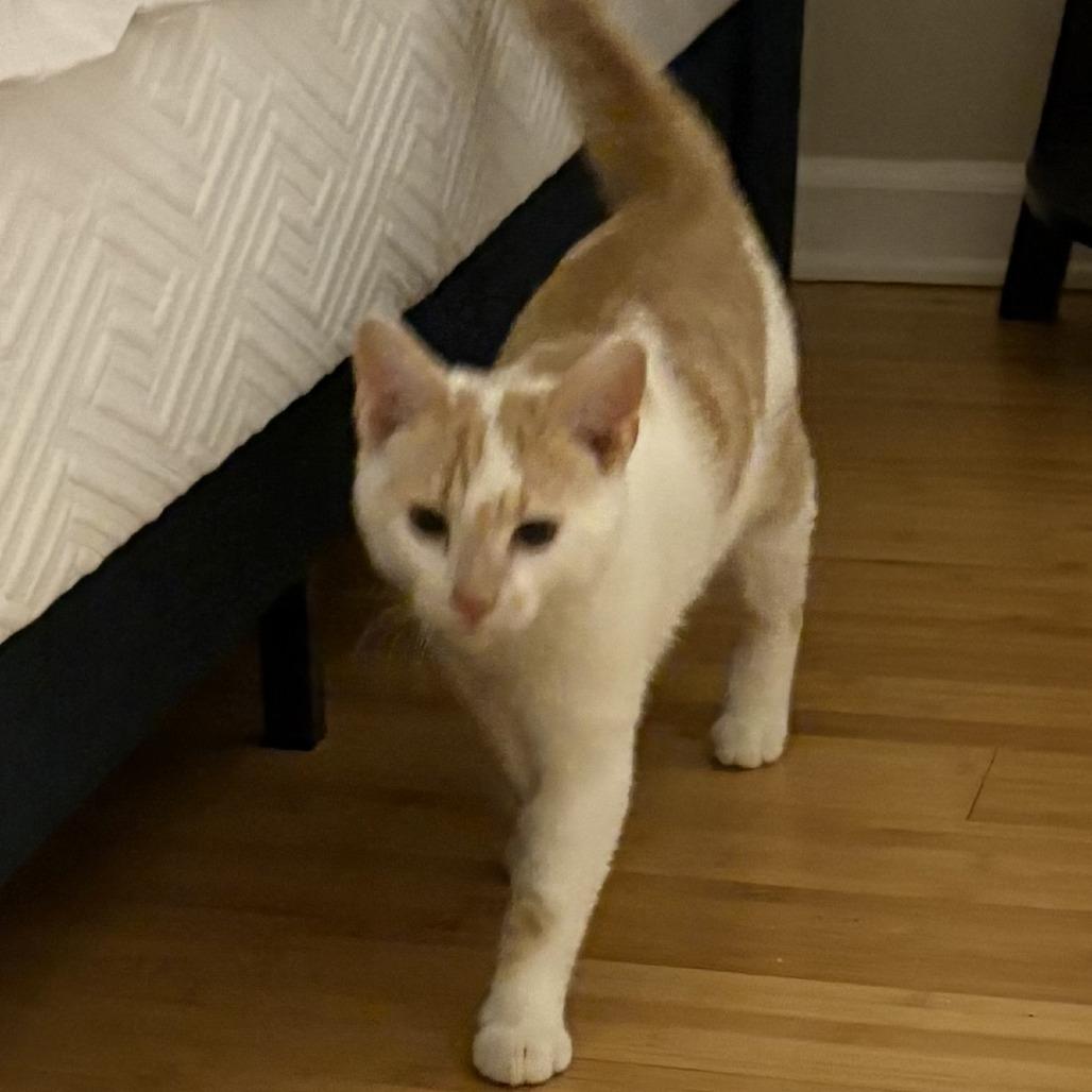 Tag in Chester, MD, Adoptable, Kitten Male Domestic Short Hair.