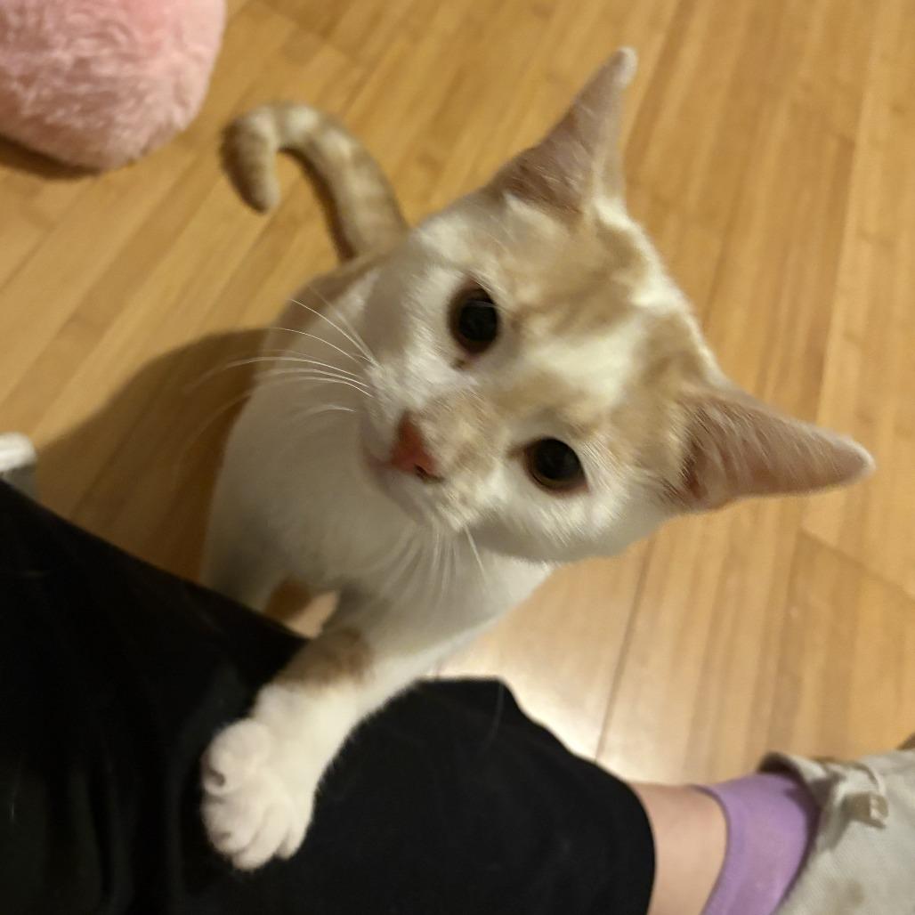 Tag in Chester, MD, a Adoptable Domestic Short Hair in Alexandria, VA image 3/6