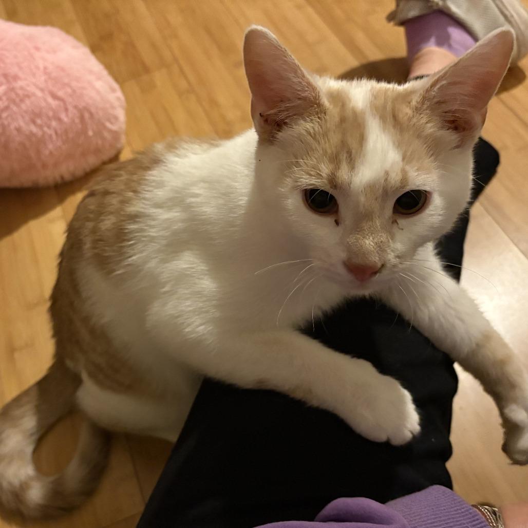 Tag in Chester, MD, a Adoptable Domestic Short Hair in Alexandria, VA image 4/6