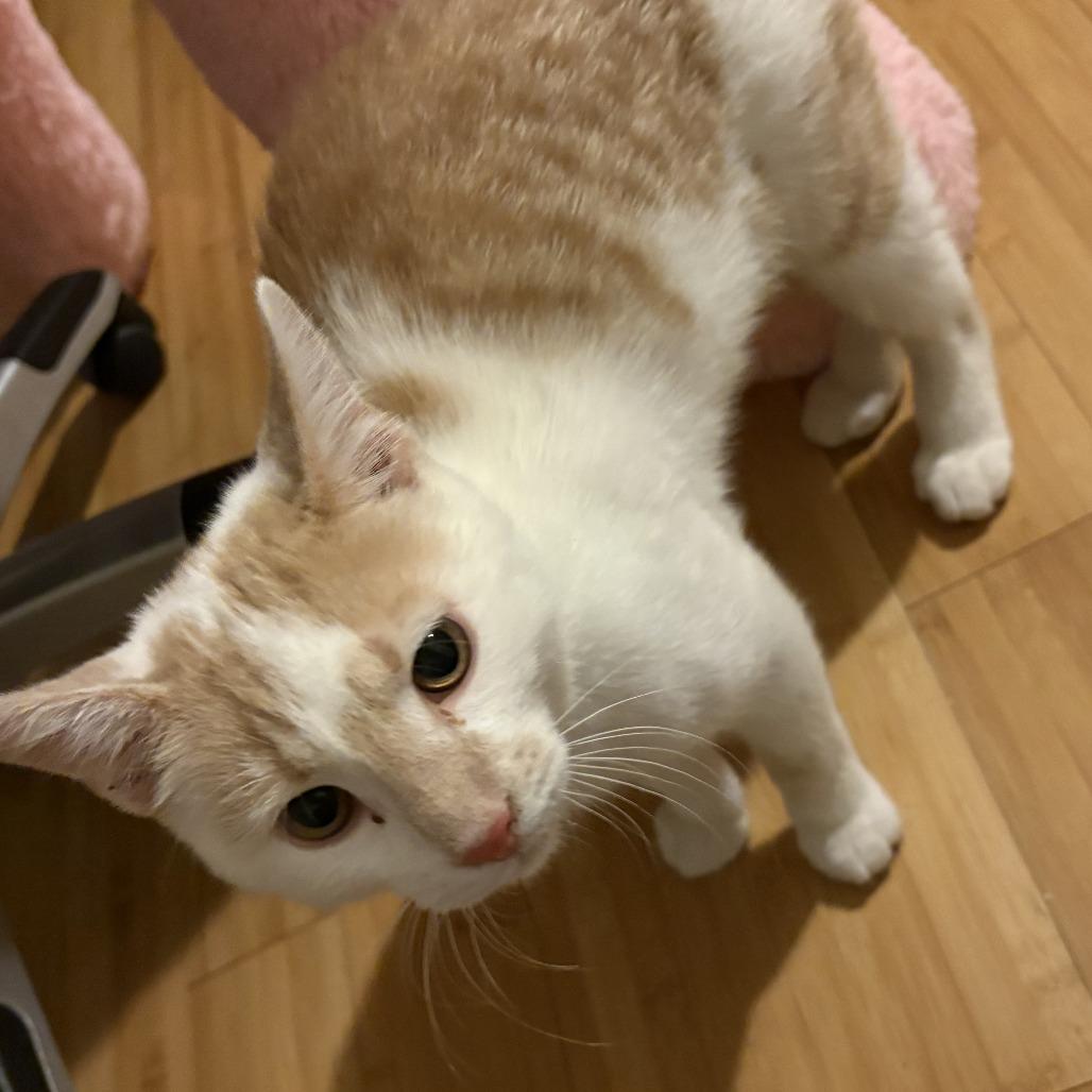 Tag in Chester, MD, a Adoptable Domestic Short Hair in Alexandria, VA image 5/6