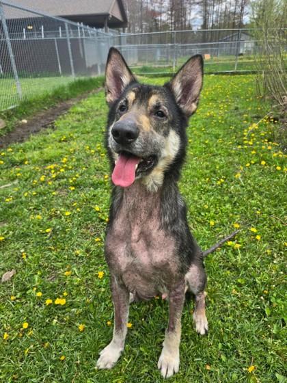 Buck, Adoptable, Adult Male German Shepherd Dog.