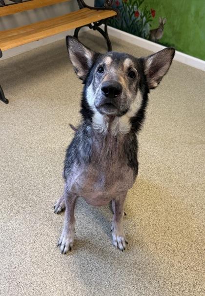 Enlarge Buck, a Adoptable German Shepherd Dog in Harbor Springs, MI image 2/3