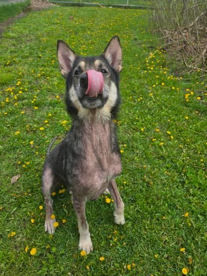 Enlarge Buck, a Adoptable German Shepherd Dog in Harbor Springs, MI image 3/3