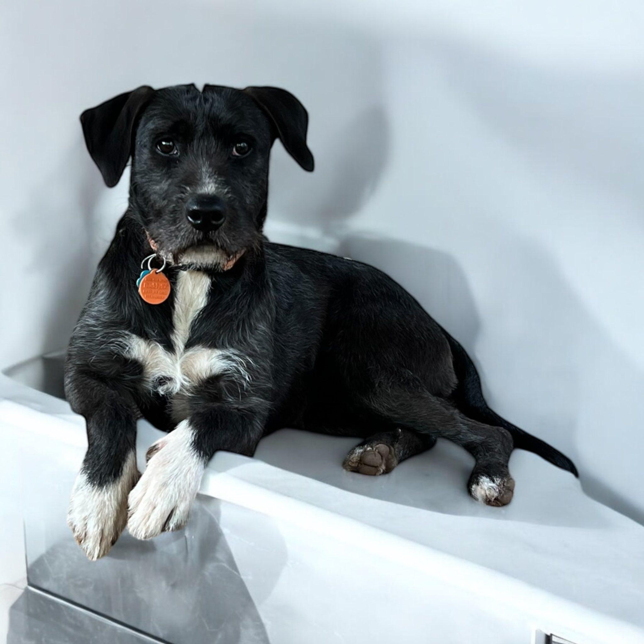 Kendall, an adoptable Schnoodle, Mixed Breed in Newborn, GA, 30056 | Photo Image 3