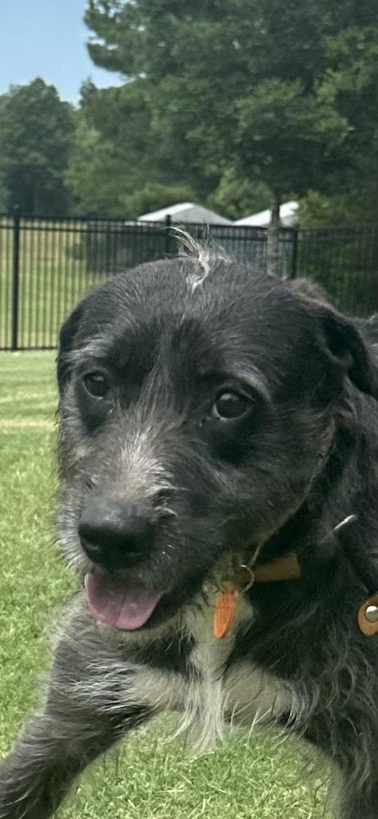 Kendall, an adoptable Schnoodle, Mixed Breed in Newborn, GA, 30056 | Photo Image 6
