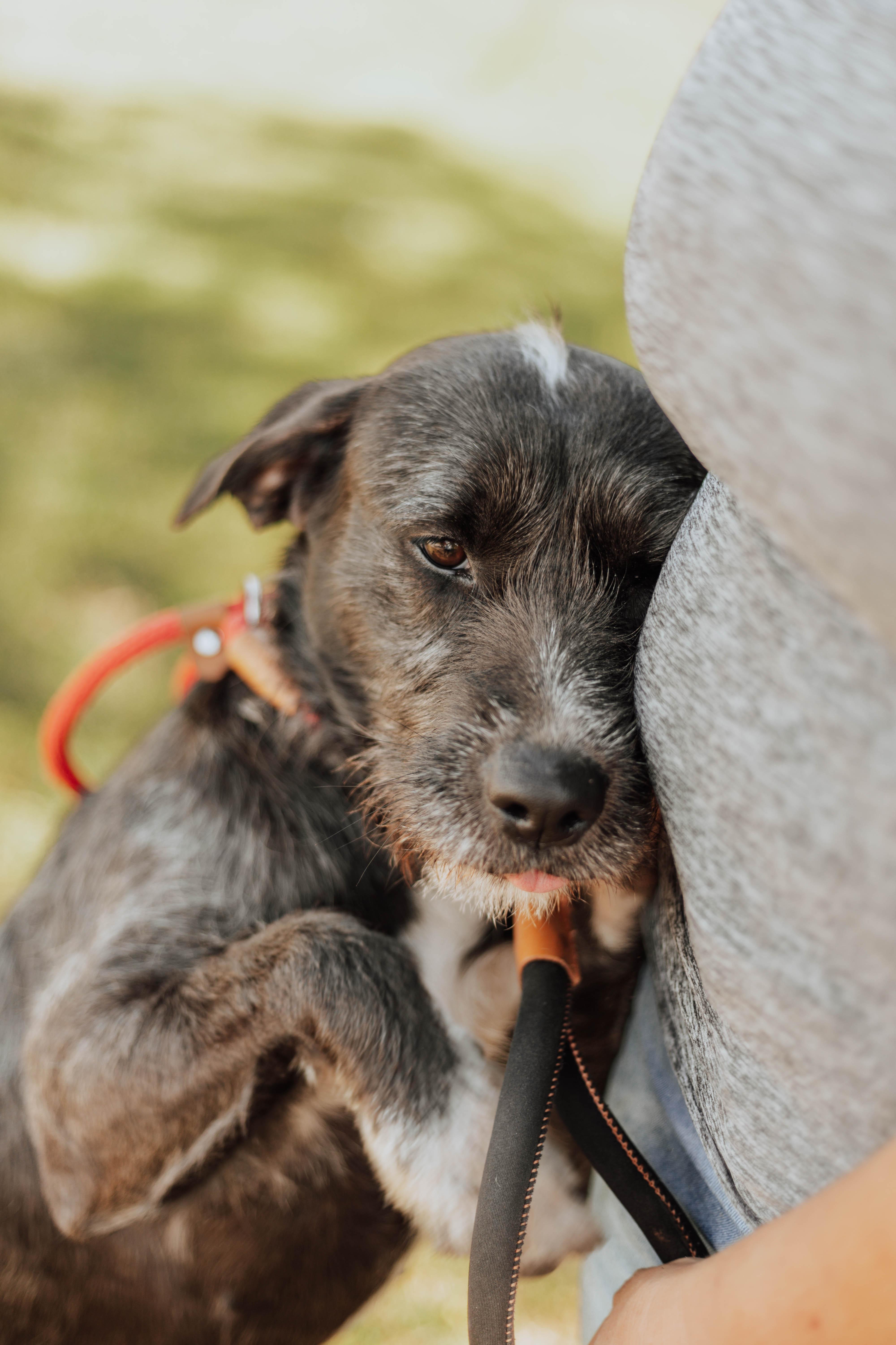 Kendall, an adoptable Schnoodle, Mixed Breed in Newborn, GA, 30056 | Photo Image 5