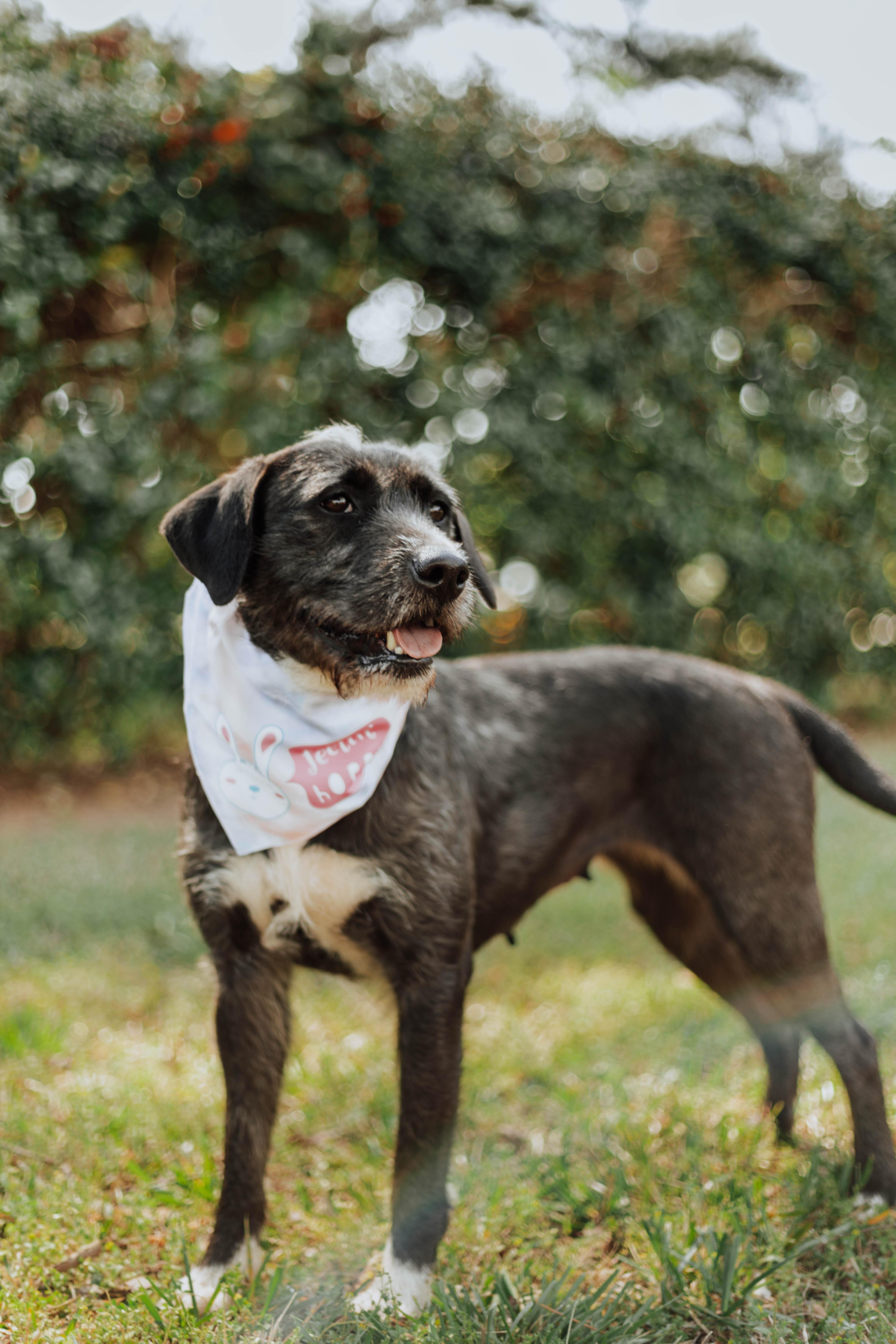 Kendall, an adoptable Schnoodle, Mixed Breed in Newborn, GA, 30056 | Photo Image 4