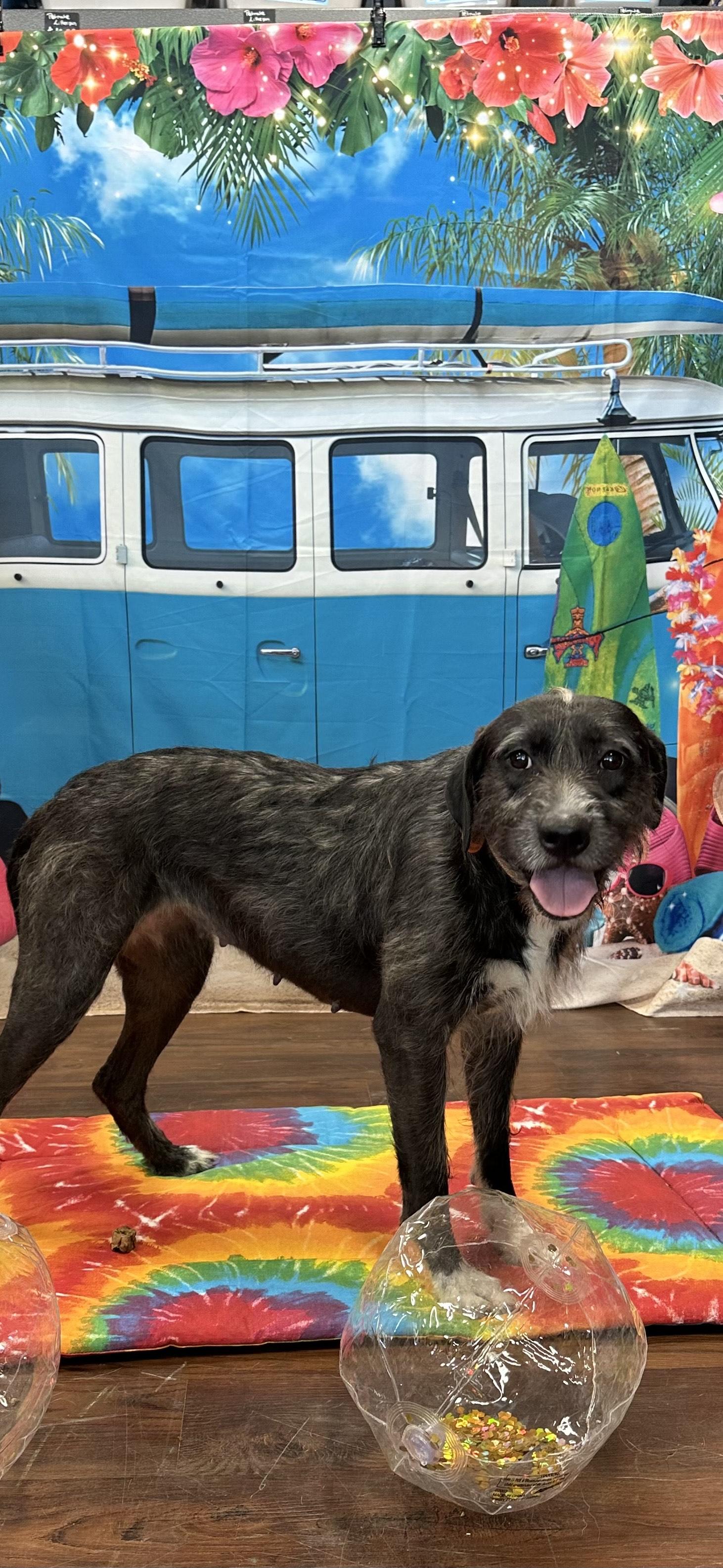 Kendall, an adoptable Schnoodle, Mixed Breed in Newborn, GA, 30056 | Photo Image 2