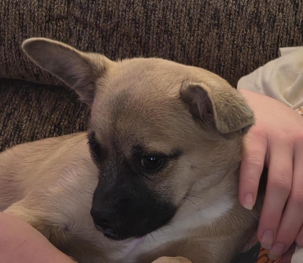 Beatrice, Adoptable, Young Female Mixed Breed.