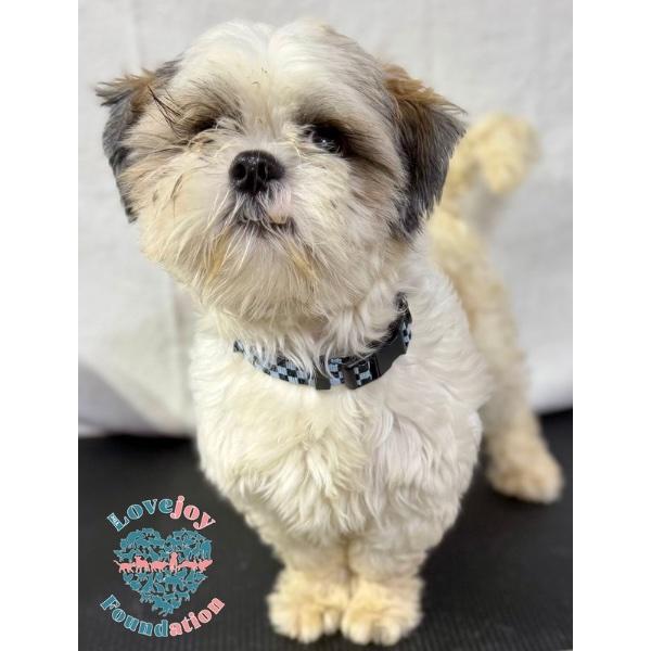 Enlarge Chico COH, a Adopted Shih poo in Inglewood, CA image 1/1