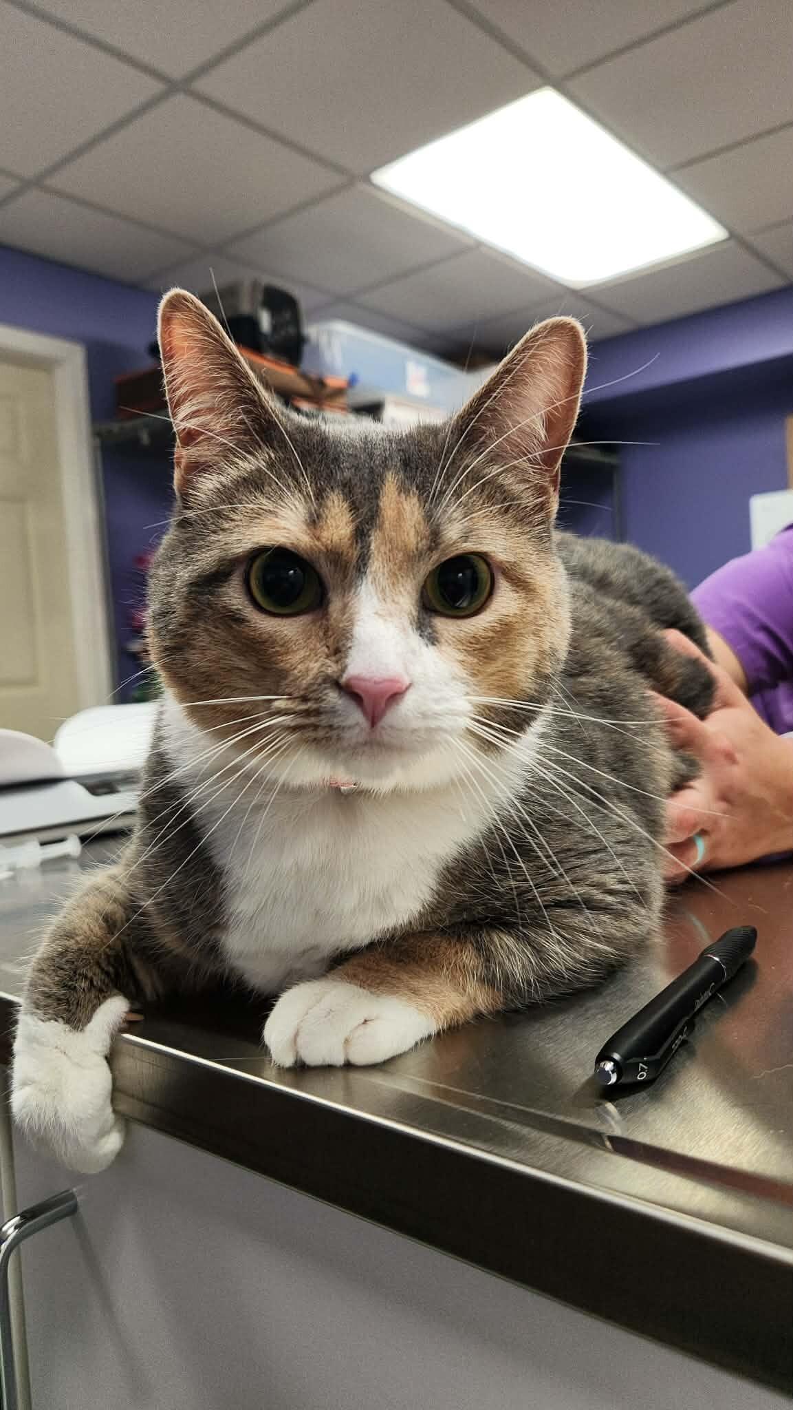 Elle, Adoptable, Adult Female Calico.