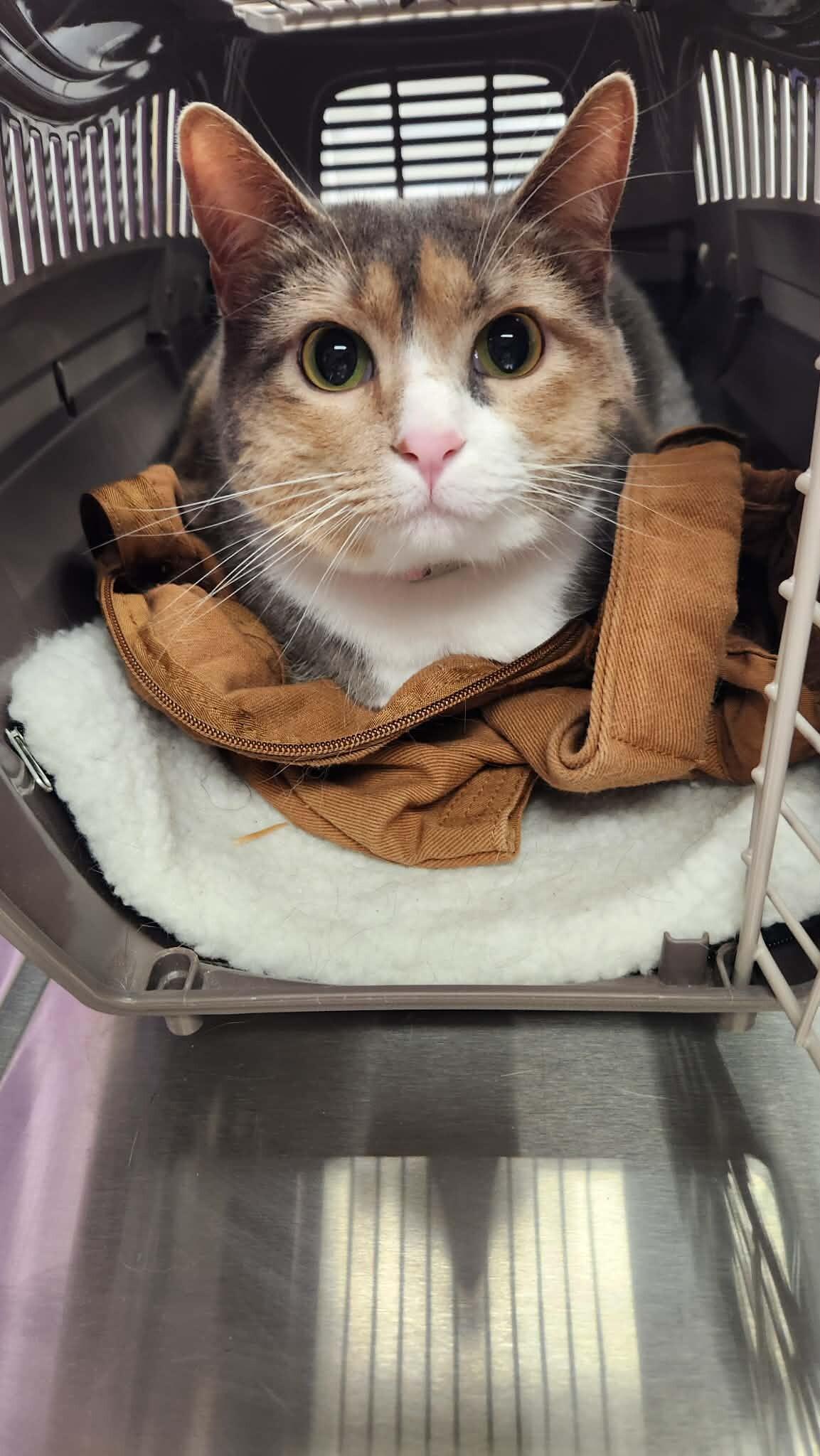 Elle, a Adoptable Calico in Belton, MO image 3/6